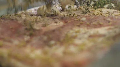 Extreme Close Up. Chef hands put sprigs of herbs on meat steak, use culinary Stock Footage 88672908