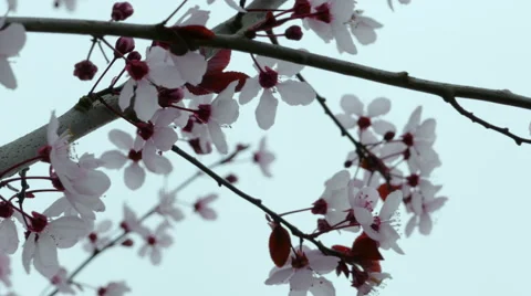 Extreme close up of Cherry Blossoms on overcast day Stock Footage 47477301