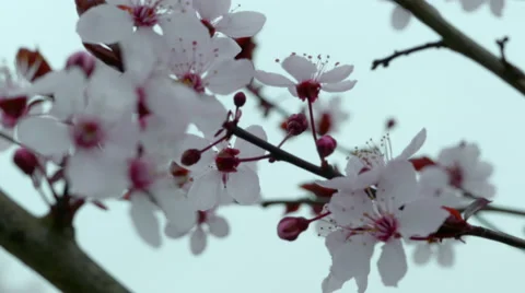 Extreme close up of Cherry Blossoms on overcast day Stock Footage 47479625