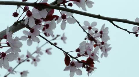 Extreme close up of Cherry Blossoms on overcast day Stock Footage 47484950