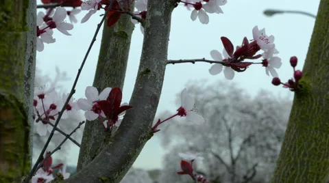 Extreme close up of Cherry Blossoms on overcast day Stock Footage 47486721