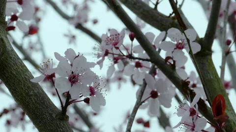 Extreme close up of Cherry Blossoms on overcast day Stock Footage 47489196