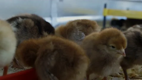 Extreme close-up of chicks Stock Footage 197875267
