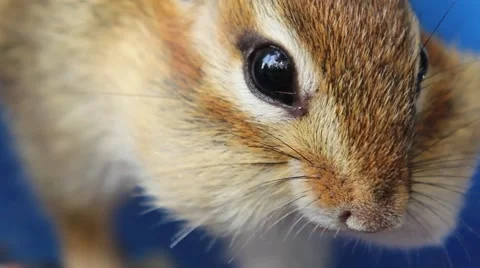Extreme close up of chipmunk eating out of a bowl Stock Footage 63149477