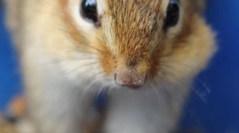 Extreme close up of chipmunk's face and nose, eating from a bowl Stock Footage 63149619