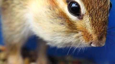 Extreme close up of chipmunk's face while eating seeds from a bowl Stock Footage 63149759