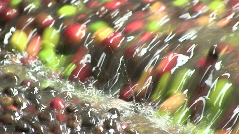 Extreme close up of coffee cherries going through a water sorter Stock Footage 242464695