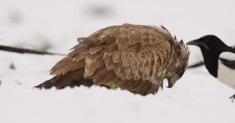 Extreme close up of common buzzard eating surrounded with magpies in snow Stock Footage 266222669