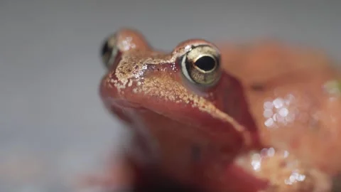 Extreme Close Up Of Common Frog Eye And Head Showing Moist Skin Texture And Stock Footage 333224707