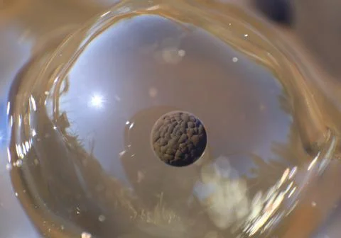 Extreme close-up of of common grass frogs (Rana temporaria) egg, the shot c.. Stock Photos
