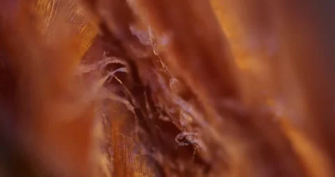 Extreme Close up of Conifer Tree Bud under Microscope showing Cellular Detail 库存影片 330956388