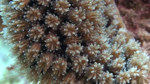 Extreme close up coral polypse on Raja Ampat coral reef Stock Footage 131065251