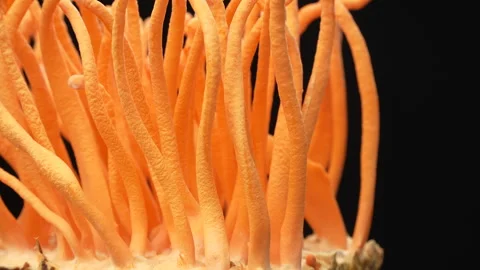 Extreme Close Up Cordyceps Mushroom Texture Rotating Black Background 스톡 동영상 330772353