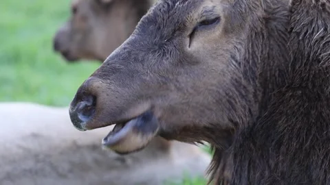 Extreme Close-Up of a Cow Elk’s Muzzle Chewing Grass Video stock 346911438