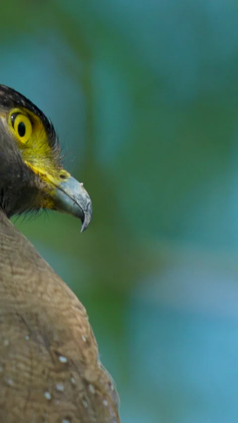 Extreme Close Up Of Crested Serpent Eagle In Indian Wildlife Sanctuary Stockbeeldmateriaal 344237754