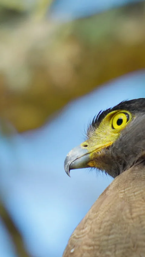 Extreme Close Up Of Crested Serpent Eagle Head In India Stockbeeldmateriaal 344238314