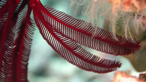 Extreme close up crinoid Stock Footage 131065836