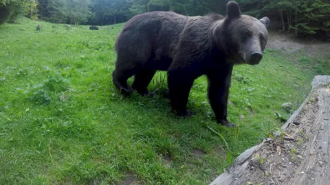 Extreme close up of curious brown bear Stock Footage 161794790