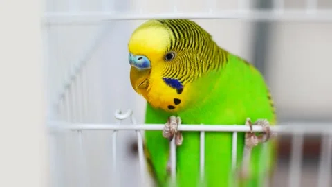 Extreme close-up of a curious budgies face poking out from the metal cage 動画素材 338249198