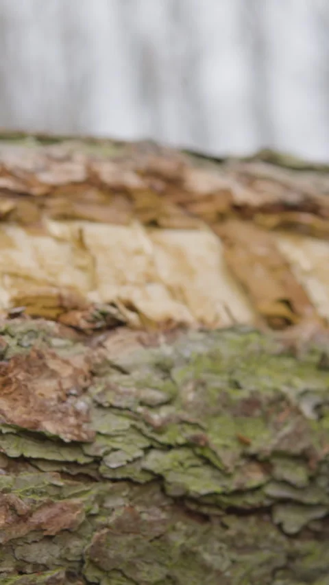 Extreme Close Up Of Cut Tree Log Texture In Forest Video stock 332996586