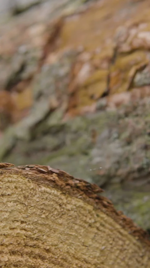 Extreme Close Up Of Cut Tree Trunk With Annual Rings In Forest Video stock 333016115