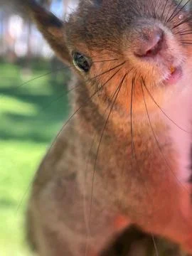 Extreme Close-Up of Cute Curious Squirrel Looking into Camera Lens Stock Photos