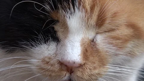 Extreme close up cute face of a three-coloured cat 動画素材 331208117