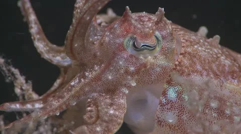 Extreme Close up Cuttlefish Stock Footage 12223272