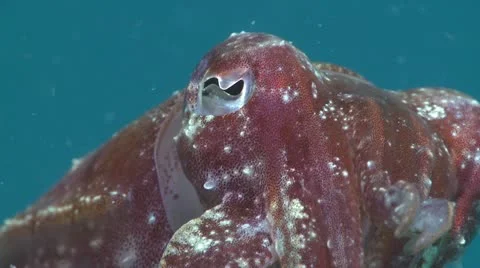 Extreme Close up Cuttlefish Stock Footage 12234244