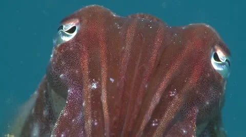 Extreme Close up Cuttlefish Stock Footage 12234476