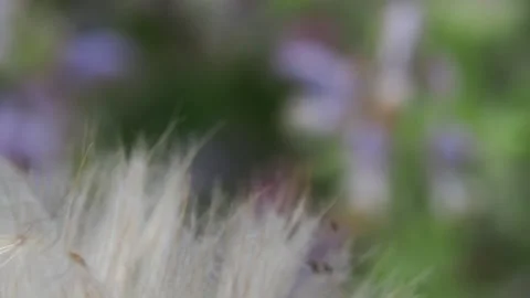 Extreme close-up of a dandelion on a meadow background Stock Footage 198546371