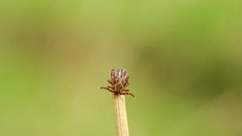 Extreme close-up of dangerous tick perched on dry plant stem, waiting to latch Vidéo 310521647