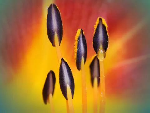 Extreme close up of Day Lily flower heart showing stamens and pollen Stock Photos