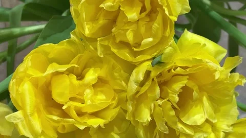 Extreme Close Up of Dazzling Large Full-Bloomed Yellow Flower Vídeos de archivo 332450812