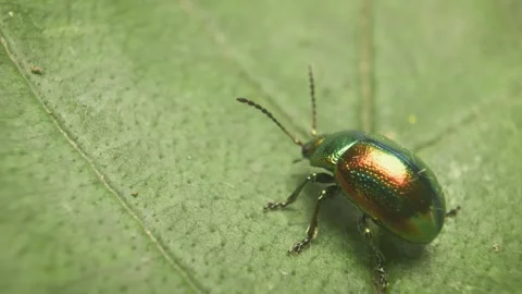 Extreme close-up of the dead-nettle leaf beetle (Chrysolina fastuosa) Stock Footage 317078454