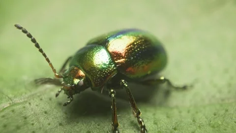 Extreme close-up of the dead-nettle leaf beetle (Chrysolina fastuosa) 스톡 동영상 317078461