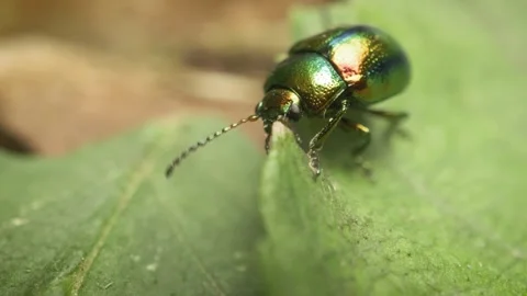 Extreme close-up of the dead-nettle leaf beetle (Chrysolina fastuosa) 스톡 동영상 317078481