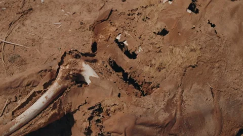 Extreme close up decomposed camel carcass with protruding bone and dried skin Stock Footage 334511102