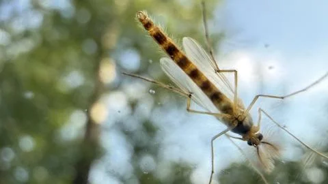 Extreme close-up of a delicate midge resting on a window pane, showing Stock Photos