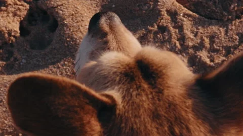 Extreme close up of dog looking across sandy beach landscape. Stock Footage 337317541