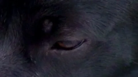 Extreme Up Close Dogs Eye Stock Footage 11486733