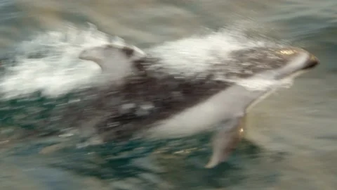 Extreme close-up of dolphin jumping high out of water Stock Footage 131605718