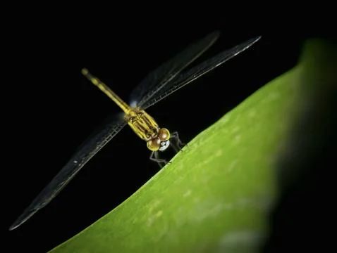 Extreme close up of a dragonfly perched on a leaf at night Foto stock