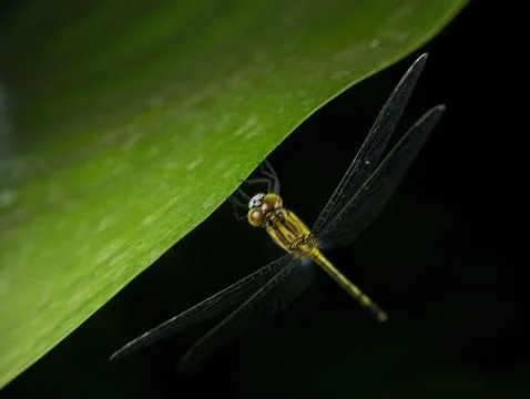 Extreme close up of a dragonfly perched on a leaf at night Stock Photos