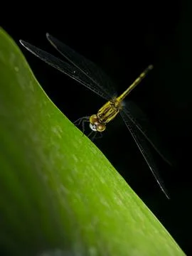 Extreme close up of a dragonfly perched on a leaf at night Fotos Stock
