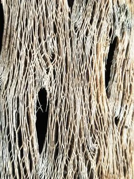 Extreme close up of dried cactus skeleton revealing intricate fibrous structure Stock Photos