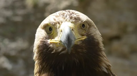 Extreme close-up of eagle`s face Stock Footage 63370319