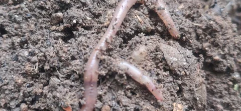 Extreme close-up of an earthworm crawling on wet soil 動画素材 336010705