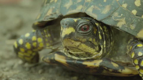 Extreme Close Up of Eastern Box Turtle Blinking Eye Stock Footage 345996254