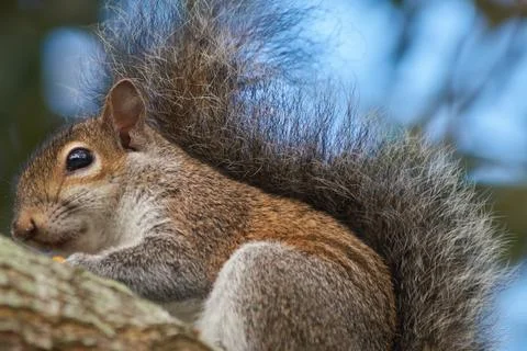 Extreme Close Up of Eastern Gray Squirrel Stock Photos